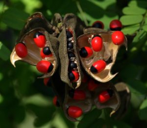 A cluster of red and black "jumbie beads", growing in brown capsules suspended from its tree
