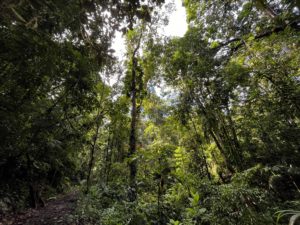 The view from inside the rainforest; a canopy of tall trees full of vegetation and life