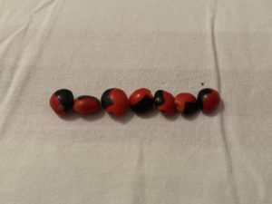 A line of red and black "jumbie beads", seeds collected from the forest floor in 2018 and 2022