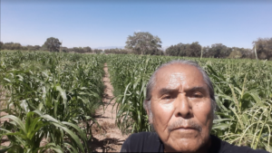 Chili Yazzie, a Navajo elder with grey hair pulled back, stands in front of his cornfield, planted in regular rows.