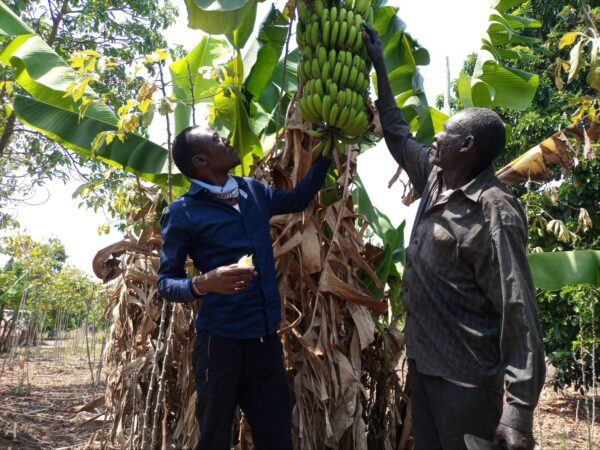 Mathew and his Dad standing up inspecting a banana fiber from a banana tree in an outdoors natural environment.