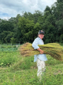 an image of a white woman in a flax field, holding a bundle of flax to be processed.